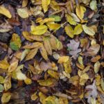 Free Photo: Background of colorful autumn leaves on forest floor