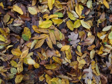 Background of colorful autumn leaves on forest floor Background of colorful autumn leaves on forest floor