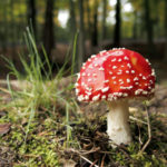 Fly Agaric Mushroom Free Photo: Fly Agaric Mushroom