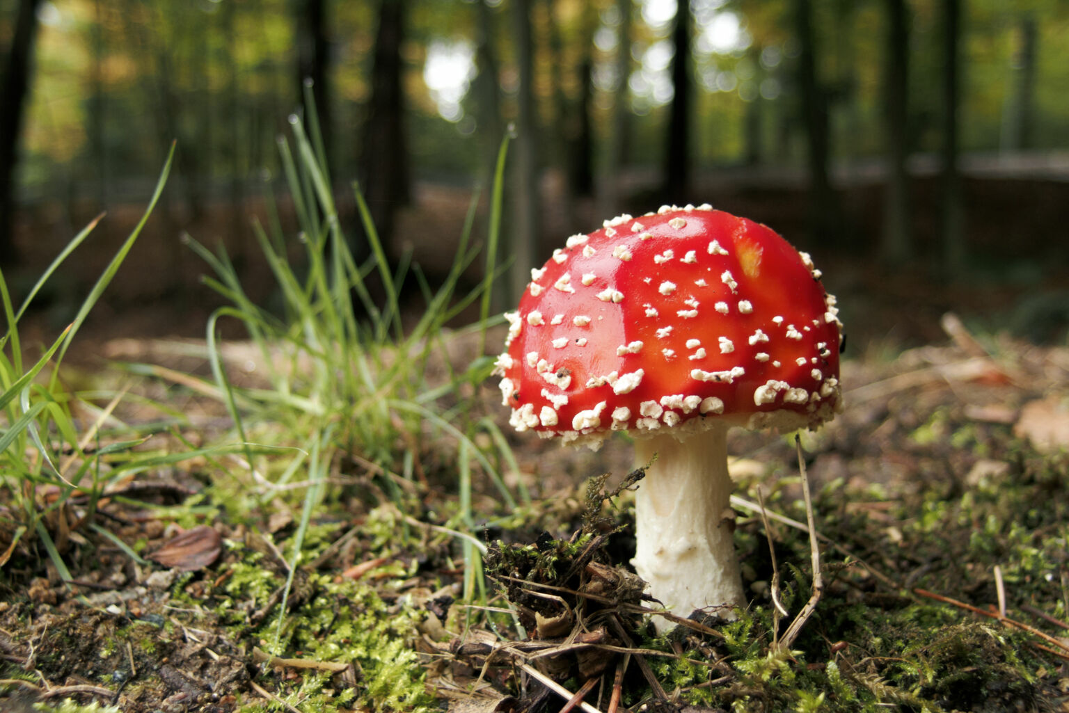 Fly Agaric Mushroom | Copyright-free photo (by M. Vorel) | LibreShot