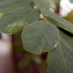 Green Leaves Free photo: Green Leaves