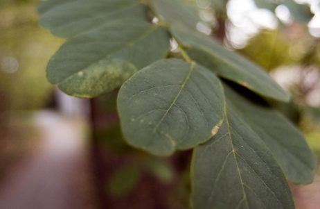 Green Leaves Green Leaves
