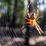 Cross Spider On The Net Free photo: Spider On The Net