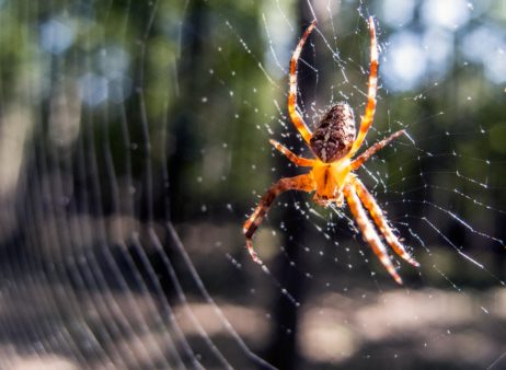 Cross Spider On The Net Cross Spider On The Net