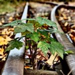 Small Tree And Rails Free photo: Small Tree And Rails
