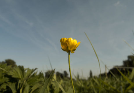 Solitary Yellow Flower Solitary Yellow Flower