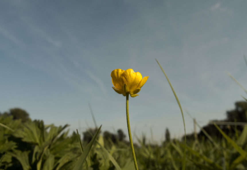 Free photo: Solitary Yellow Flower