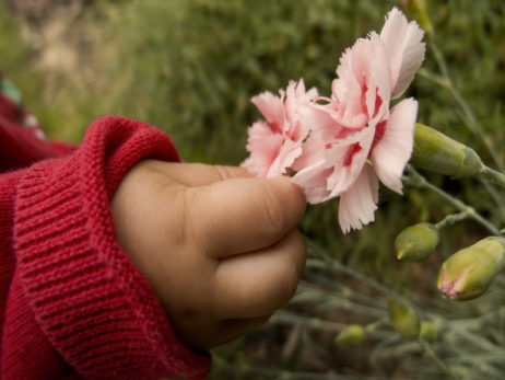 Baby hand picking the flower Baby hand picking the flower