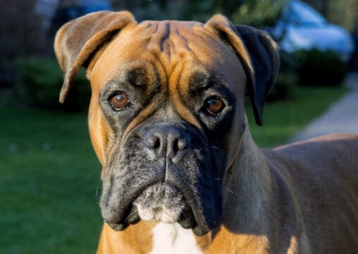 Boxer dog face