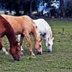 Grazing horses Free photo: Grazing horses