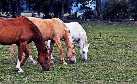 Grazing horses Grazing horses