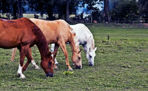 Grazing horses
