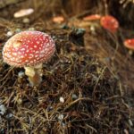 Free photo: Magic Mushroom