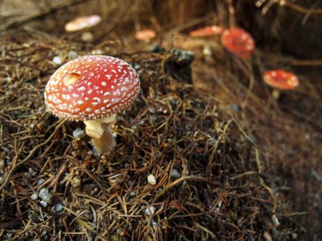 Magic Mushroom Magic Mushroom