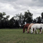 Three horses Free photo: Three horses