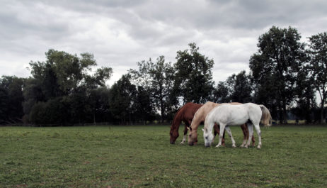 Three horses Three horses