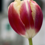 Tulip flower Free photo: Tulip flower