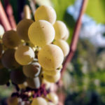 Bunch of Wine Grapes |Free Stock Photo