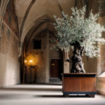 Old Olive Tree Inside a Monastery