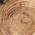 Wood cross section Wood cross section | Free Stock Photo