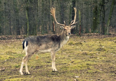 Fallow-deer in the forest Fallow-deer in the forest