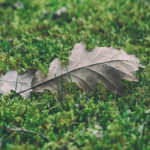 Free image of autumn leaf on green moss