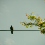 Blackbird sitting on the power line Blackbird sitting on the power line