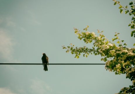 Blackbird sitting on the power line Blackbird sitting on the power line