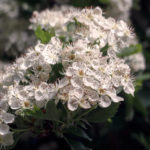 Cherry blossoms - photo for free download