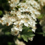 Cherry blossoms close up free image