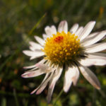 Daisy flower - free image for download