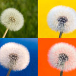 Withered Dandelion - Color Background Dandelions in four color