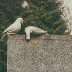 Dead pigeons on the grave Dead pigeons on the grave