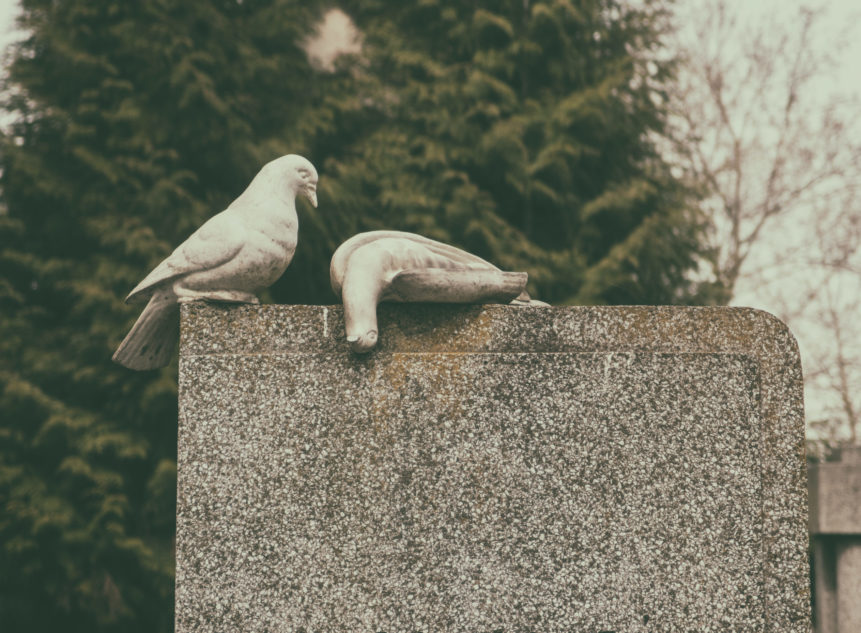 Dead pigeons on the grave