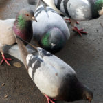 Domestic pigeons in the city Domestic pigeons in the city - free image for download