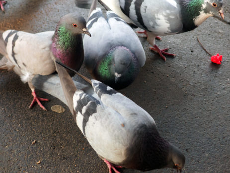 Domestic pigeons in the city Domestic pigeons in the city