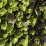 Green leaves background Green leaves background - free picture download