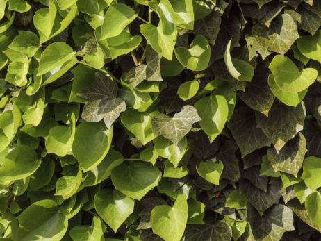 Green leaves background Green leaves background