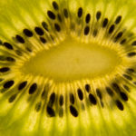 Kiwi slice closeup - free image