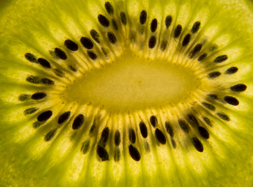 Kiwi slice closeup - free image