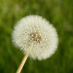 Withered Dandelion - Green Background Withered Dandelion - Green Background