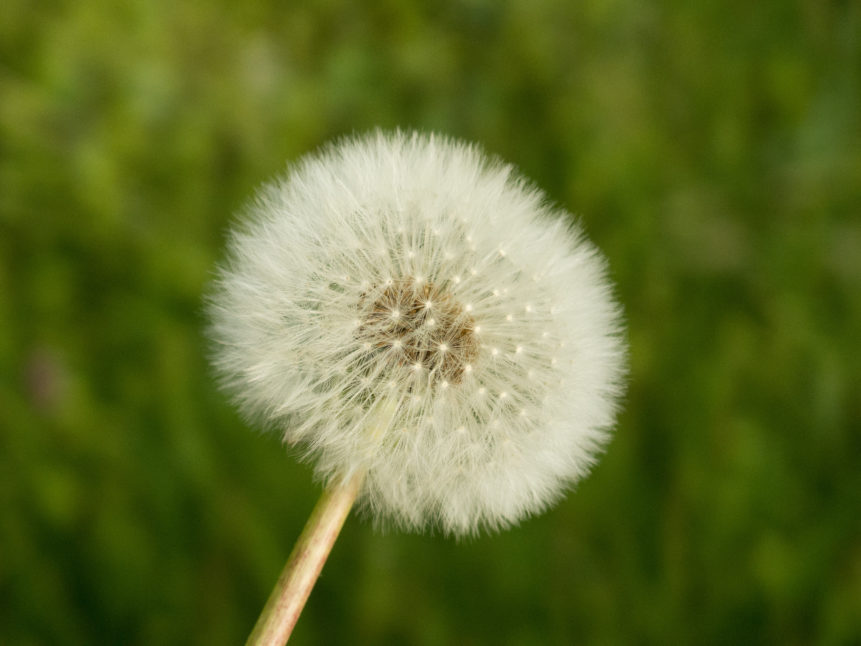 Withered Dandelion - Green Background