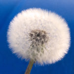 Withered Dandelion - Blue Background Withered dandelion - Blue