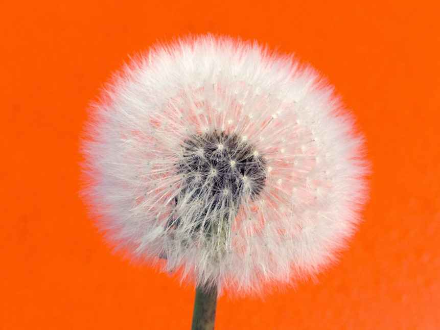 Withered dandelion - Orange Background