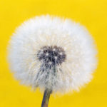 Withered dandelion - yellow