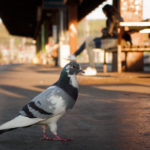 Pigeon on the train station - image for free download