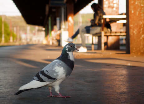 Pigeon on the train station Pigeon on the train station