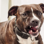 Angry Dog Angry Dog - free image