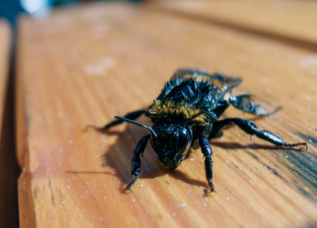 Bumblebee rescued from water Bumblebee rescued from water