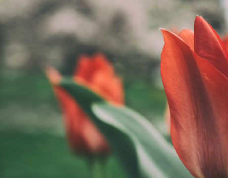 Red tulips – nature art Red tulips – nature art